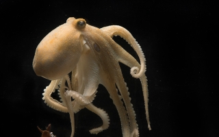 octopus