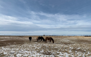 Barons, Alberta, Canada