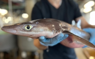 spiny dogfish