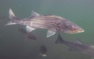 Striped bass in Eel Pond Credit Steve Zottoli.jpg