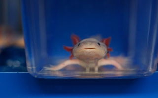 Axolotl in tanks at the MBL