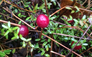 cranberry bush