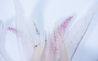 Close-up of arms of the longfin inshore squid (Doryteuthis pealeii)