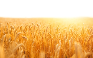 Sunshine on golden wheat field