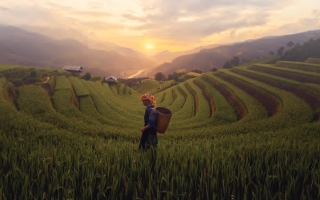 woman in rice field