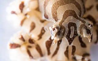 Lesser Pacific Striped Octopus