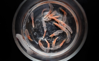 Starlet sea anemone in a dish.