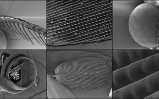 Images taken on a scanning electron microscope during the arthropod module of the 2022 Embryology course at the MBL.