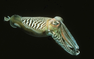 cuttlefish