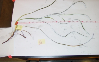 Seagrass sample from West Falmouth Harbor laid out in the lab for morphometric measurements.