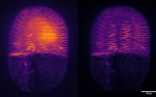 microscopy image of butterfly ovary