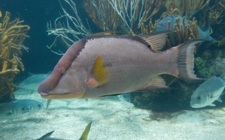 Hogfish