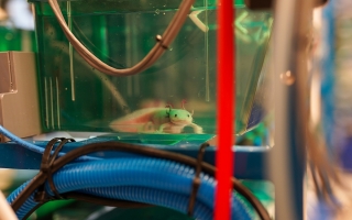 An axolotl in a tank in the Echeverri Lab at the MBL. 