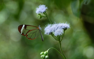 glasswing butterfly