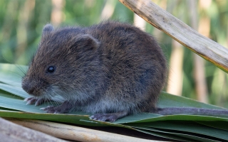 tundra vole