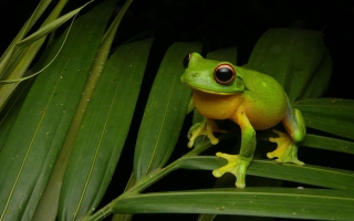 red eyed tree frog