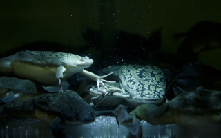 Frogs in the National Xenopus Resource at MBL. 