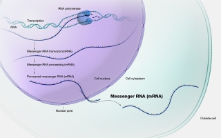 messenger RNA