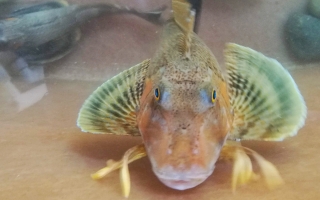 Close-up of a sea robin. 