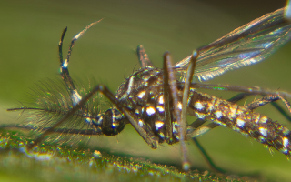 Aedes aegypti Yellow Fever mosquito. Credit: Jean Muacro Encyclopedia of Life.