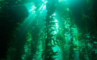 An underwater kelp forest