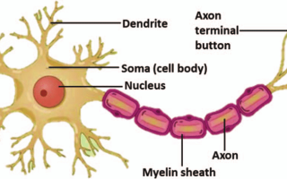 nerve cell structure