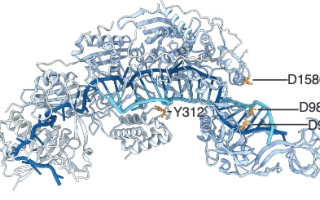 The bacterial protein DisCas7-11  Credit  Omar Abudayyeh.jpg