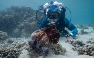 Alex Schnell scuba diving with an octopus in frame.