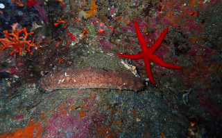 The sea cucumber Holothuria tubulosa. 