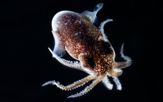 A hummingbird bobtail squid