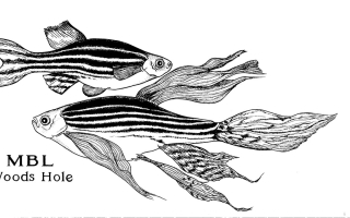 zebrafish drawing