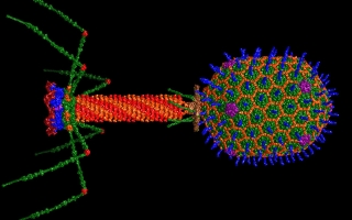 bacteriophage