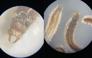 two microscopy shots side by side of worms under a microscope