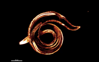 T. tufae nematode imaged at MBL