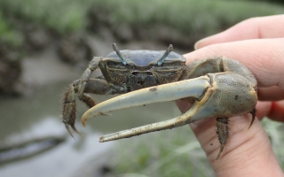 fiddler crab