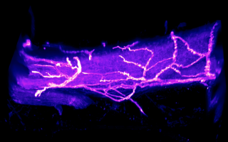 A screenshot of an imaging video of the giant axon in the longfin squid (D. paelli). Credit: Credit: Miguel Holmgren, NIH; Bill Green, University of Chicago; Rylie Walsh, MBL