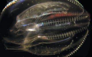 comb jelly