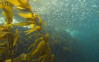 seaweed and sardines