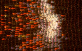 morpho scales