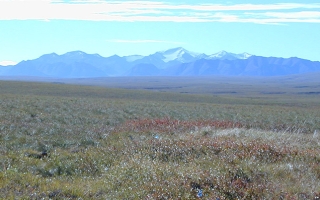 toolik
