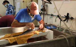 fish tagging