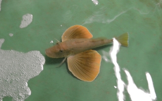 sea rpbin