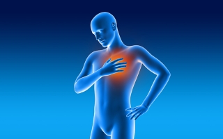 male medical model