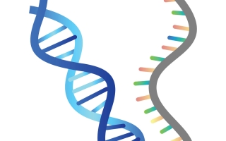 DNA and RNA