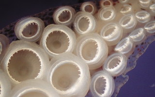 squid tentacle