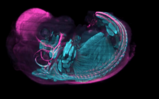 A screenshot of a microscopy image of a cleared mouse embryo on a black background. Imaged at the MBL