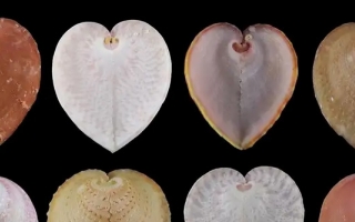 heart cockles