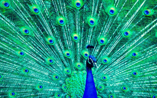 peacock
