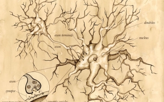 neuron illustration