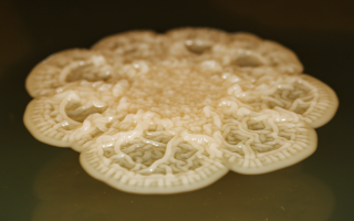 A colony of Corynebacterium matruchotii. 